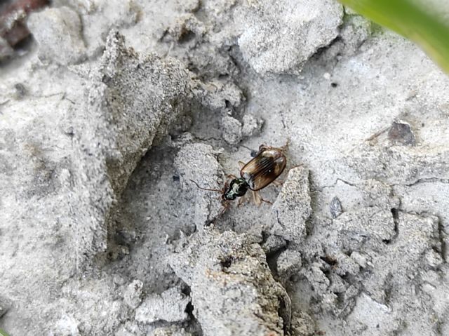 Bembidion 2